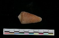 藏品(聳肩芋螺)的圖片